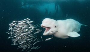 Белуга